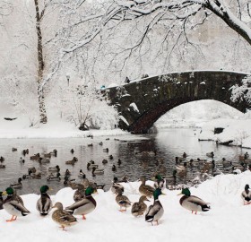 central park covered in snow