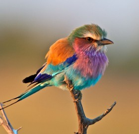 colors of lilac breasted roller bird