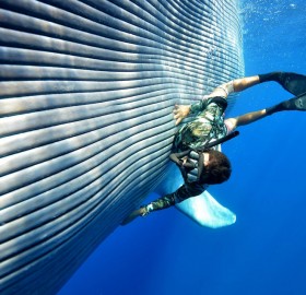 diver swims with blue whale photo