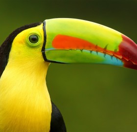 keel-Billed toucan