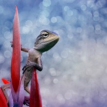 lizard on a flower