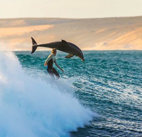 surfing with the dolphins