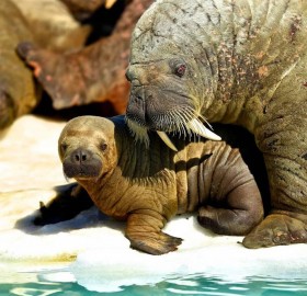 walrus and his baby