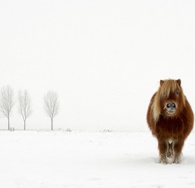 a proud pony in winter