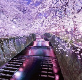 amazing cherry blossoms in tokyo