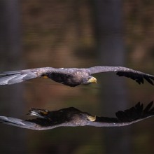 eagle reflection