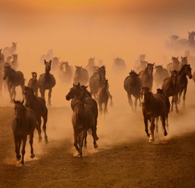 free herd of horses