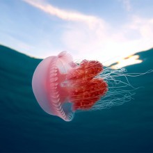 pink jellyfish in the philippines
