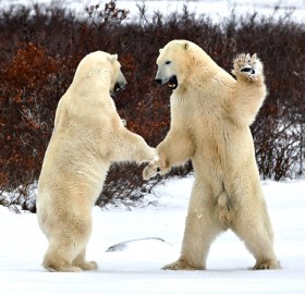 polar bears greeting each other