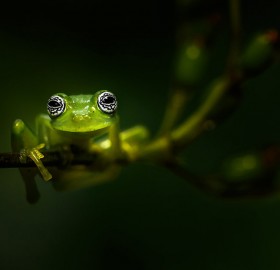 small glass frog