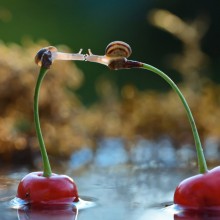 snail kiss on cherries