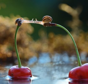 snail kiss on cherries