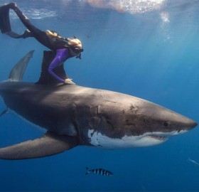 the woman who swims with sharks