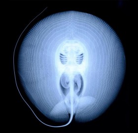 x-ray of a stingray