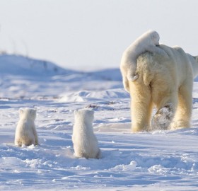 a happy family of polar bears
