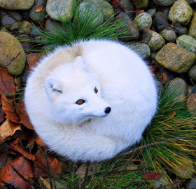 beautiful arctic fox