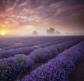 blooming lavender field, france