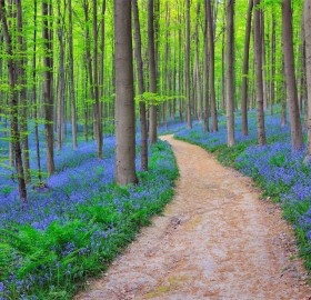 bluebells in halle`s forest, belgium