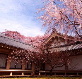 cherry blossoms kyoto, japan