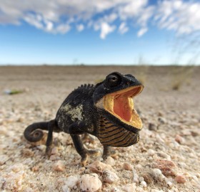 namaqua chameleon, namib desert