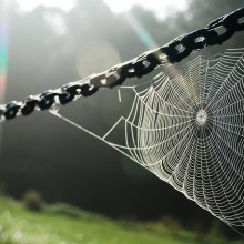 spider web on sunshine
