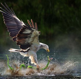 taken in right moment, eagle catches snake