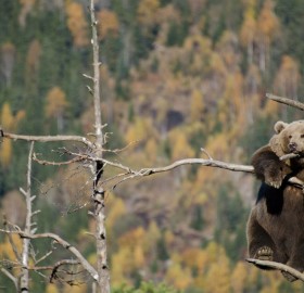 bear hanging out on a tree