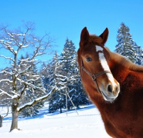 beautiful horse in winter