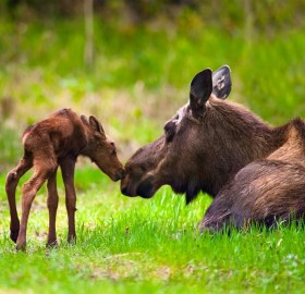 moose cow and calf, alaska