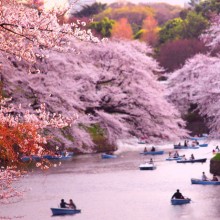 Spring’s Almost Here: The Most Beautiful Cherry Blossoms Around The World