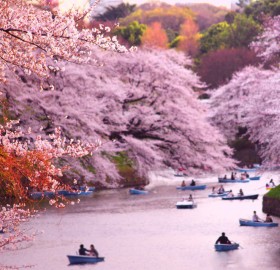 rowing boats during cherry blossom at chidorigafuchi, japan