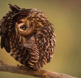 short-eared owl relaxing