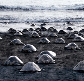 turtles laying millions of eggs on a beach