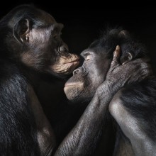 two apes enjoy an love moment together