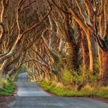 beautifully tree lined road, ireland