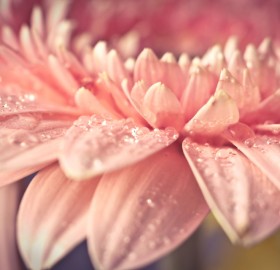 close-Up shot of a gerbera flower