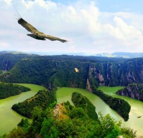 eagle over river uvac, serbia