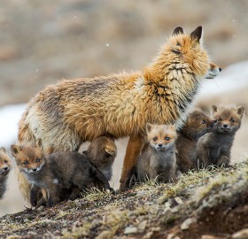 fox family gathering
