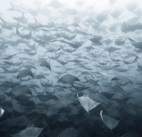 manta rays herd