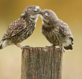 owl kiss