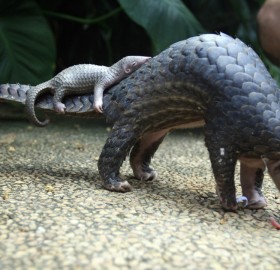 pangolin carries her baby, indonesia
