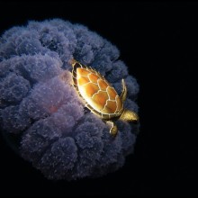 sea turtle riding a jellyfish