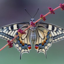 butterfly wing symmetry