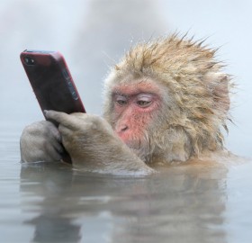 japanese snow monkey and his smart phone