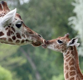nine-Day-Old giraffe with her mom
