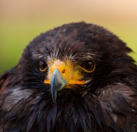 really angry bird