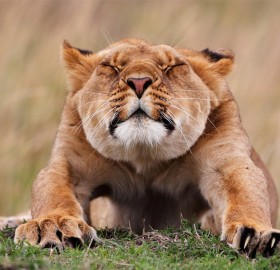 stretching lion