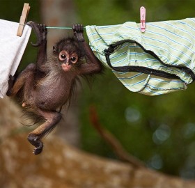 baby monkey on washing line