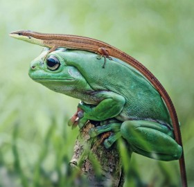 frog wearing a lizard