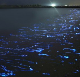 lighting firefly squids, japan